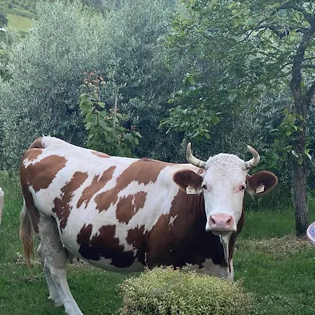 L'ape Fogliano (Cascia)